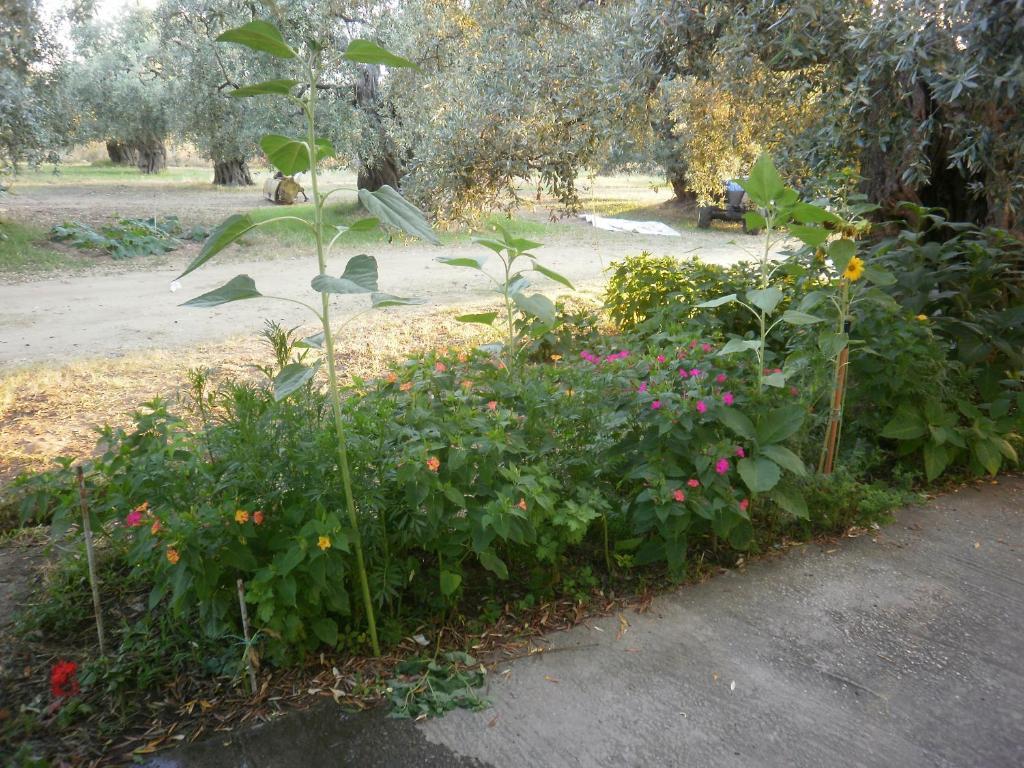 Skala Rachoni  Villa Thomi מראה חיצוני תמונה